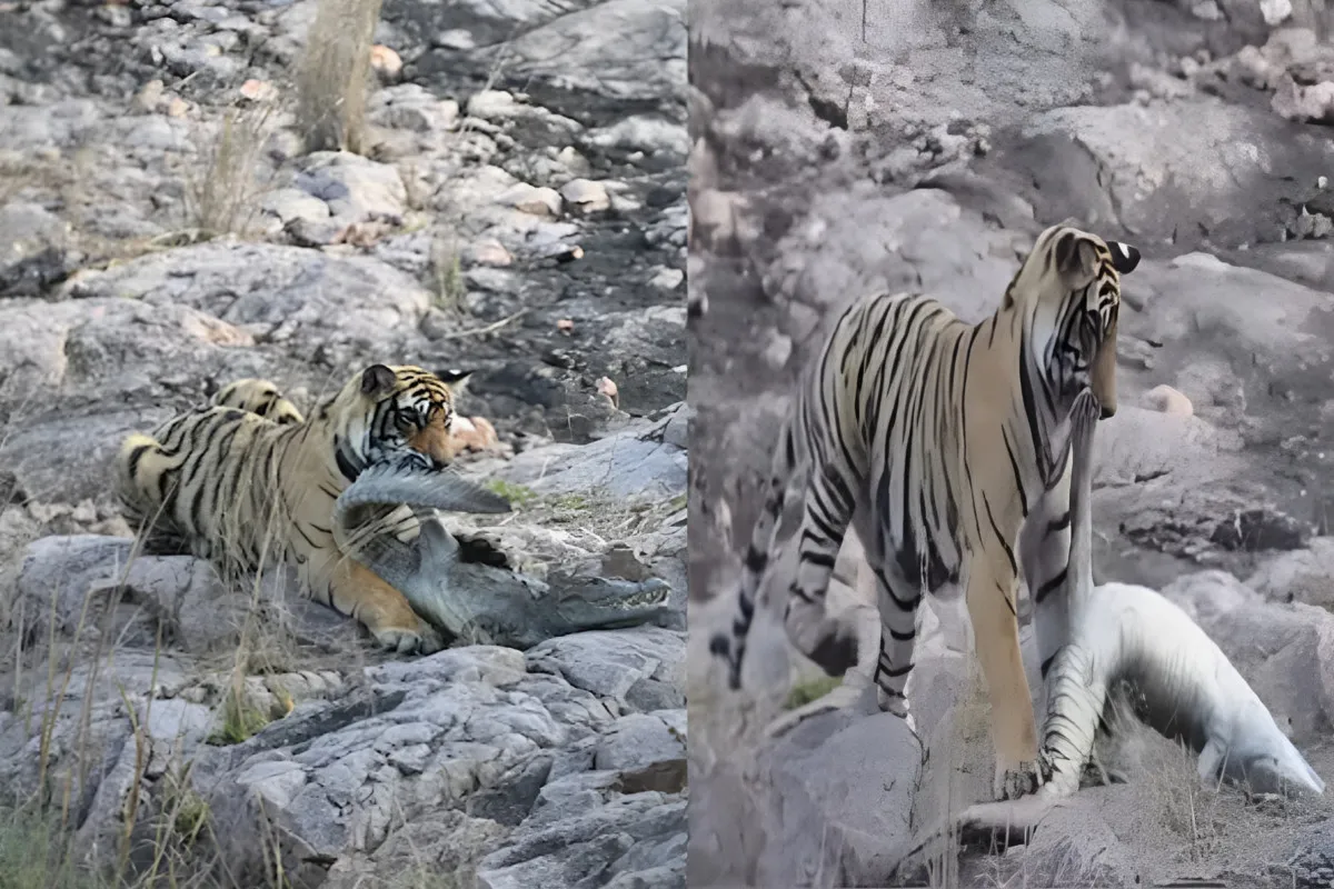 रणथंभौर में बाघिन शक्ति का दुर्लभ शिकार, मगरमच्छ को बनाया निशाना