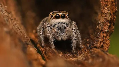 जैसलमेर में ‘मोग्रस शुष्का’ की खोज, वैज्ञानिकों को मिली नई स्पाइडर प्रजाति