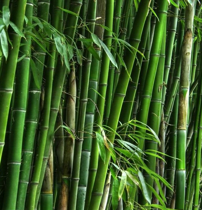 राष्ट्रीय बांस मिशन से किसानों को नई उम्मीद, प्रतापगढ़ में शुरुआत