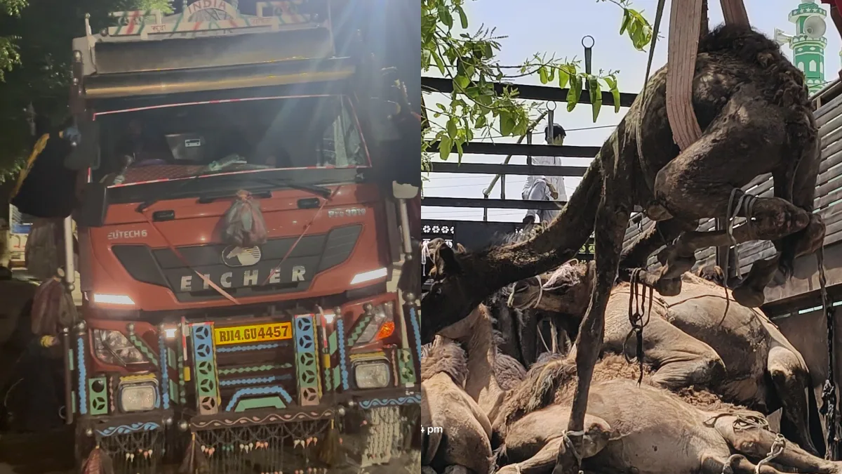 परबतसर में ऊंट तस्करों को साड़ी पहनाकर करवाया डांस