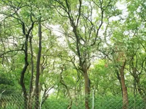 राजस्थान में बनेगा चंदन वन, बांसवाड़ा समेत तीन जिले चयनित