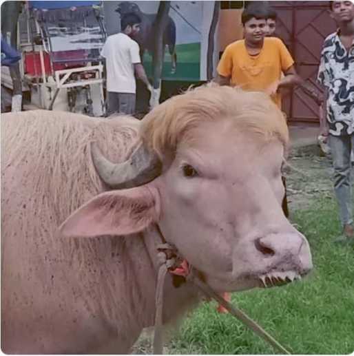 बांग्लादेश में ‘ट्रंप’ और ‘नेतन्याहू’ नाम की भैंसें बनीं आकर्षण का केंद्र